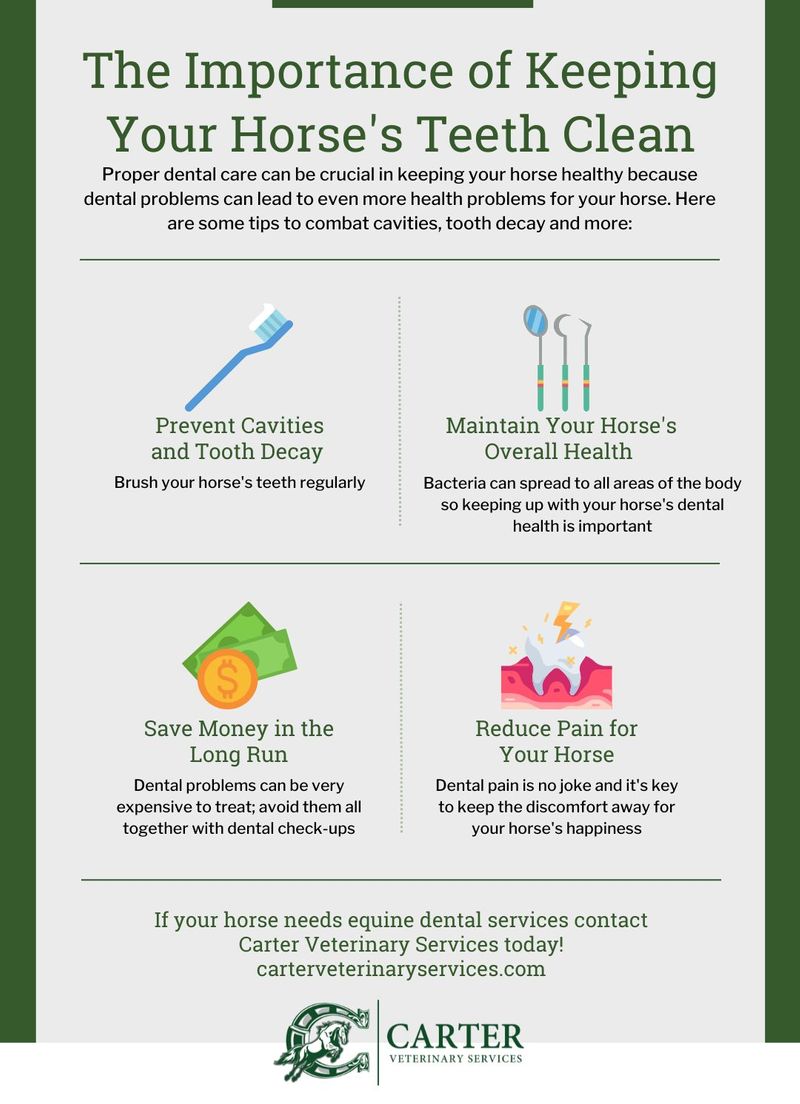 The Importance of Keeping Your Horse's Teeth Clean Carter Veterinary